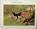 1926 Blackbuck Waterbuck Animals Natural History Print