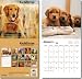 Goldens (Golden Retrievers) 16-Month Wall Calendar 2011 - 12x12