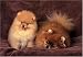   - 300 Piece Pomeranians Jigsaw Puzzle