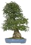 Brussel's Japanese Maple Specimen Tree