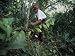 Spelunker Cuts a Path Through the Underbrush Above the Handprint Cave Photographic Po...
