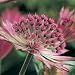 Astrantia major Roma