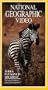 National Geographic Video: Zebra: Patterns in the Grass [VHS]