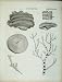 Encyclopaedia Britannica Zoophytes Nature Sea Life