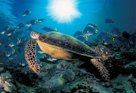 The Sea (Cube Books) under Water Supply & Land Use in The Books Store