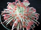 Wooly Sundew Plant - Drosera lanata - Carnivorous