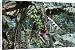 Canvas Prints of MAB-401 Bananas - stalk with bunch of green bananas on tree with terminal flower from Ardea Wildlife Pets