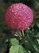 Close-Up of a Daisy Flower (Chrysanthemum) Photographic Poster Print by C. Dani, 24x32