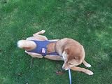 Joybies Patriotic Denim Piddle Pants(tm) for Large Male Dog (Measuring 17-19 from Collar to Base of Tail)