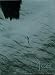 4ce cut the wind [DVD]