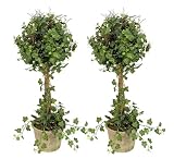 TWO Pre-Potted 22" Artificial Curly Ivy Topiary Plants