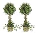 TWO Pre-Potted 22" Artificial Curly Ivy Topiary Plants