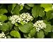 Photographic Prints of Dogwood - in flower from Ardea Wildlife Pets