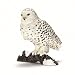 Schleich シュライヒ シロフクロウ_s-1