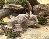 Horned Lizard