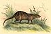 Art Poster, An Exotic Creature - 27.5 x 18.75
