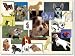   - Dog Clip Art & Stock Photo Clipart Images