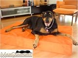 Memory Foam Orthopedic Dog Beds 26 x 40 X 6 Medium Olive Microfiber