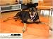 Max Comfort Memory Foam Orthopedic Dog Bed Waterproof 26 x 40 X 4 Garden Sand Endure-A-Dog Cover