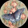 Butterfly Garden Thirstystone Sandstone Coaster Set