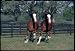 Clydesdales Poster (#146)