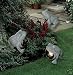 4 frog spots garden light set, 10w halogen spotlights
