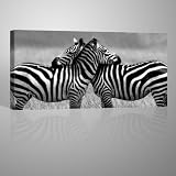 Produkt-Bild: Zebra Love Leinwandbild von GALVII - Edler Kunstdruck auf echter Leinwand, fertig aufgespannt auf hochwertigen Holzkeilrahmen - 100x50cm - Das Original von Galerie VII