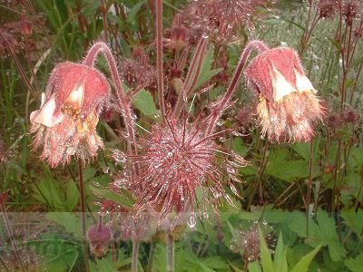 Bachnelkenwurz (Geum rivale) - Saat