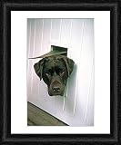 Framed Print of Chocolate Labrador from RSPCA