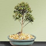 Brush Cherry Bonsai