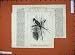 1876 Chestnut-Backed Coly Bird Zoological Cameron