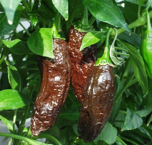 Aji Panca Pepper Seeds 15 Pack - Organic (Non-GMO) by OrganicSeedSupply