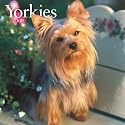 Yorkshire Terriers Wall Calendar 2009