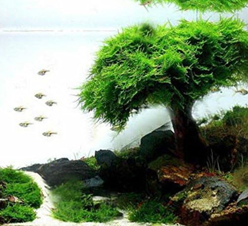 Xmas Moss - Aquarium Plant Java Live FishTank Decor INV