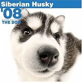 Siberian Husky 2008 Square Wall Calendar