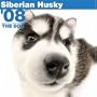 Siberian Husky 2008 Square Wall Calendar (German, French, Spanish and English Edition)