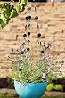 Black and White Beaded Flower Pot Hanger