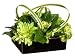 9Hx14Wx14L Lemon/Lime/Daisy in Ceramic Dish Green Yellow