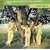 Diana Ross Presents the Jackson 5/ABC