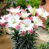 �y���������z�y��̓��M�t�g�z��胍���[�|�b�v�T�{���� �W�����A�� �y5/5~5/10�̊Ԃɂ��͂��z