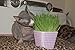 Priscilla's Cat Grow Kit Over 3 OZ. - Hairball Remedy