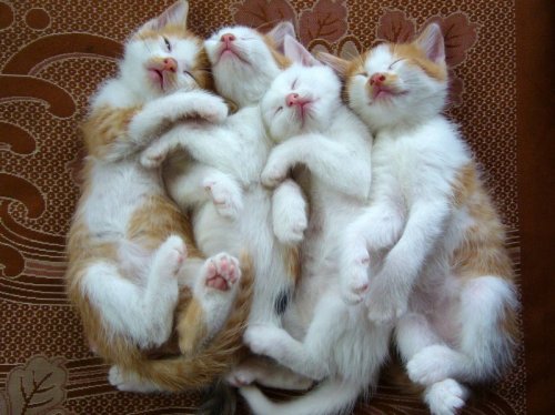 ねこ鍋―みちのく猫ものがたり奥森 すがり
