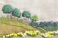 Tall Trees