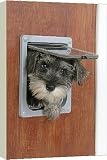 Box Canvas Print of DOG. Schnauzer puppy coming through cat flap from Ardea