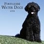 Portuguese Water Dogs 2006 Wall Calendar