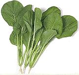 Komatsuna Japanese Spinach Mustard Seeds