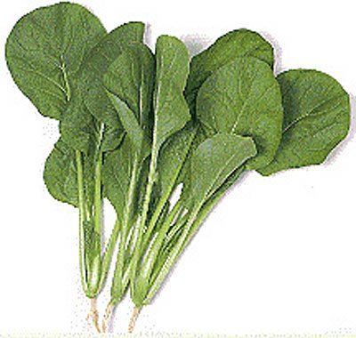 Vegetable Seed on Mustard Savanna Hybrid     Park Seed Vegetable Seeds   Plants