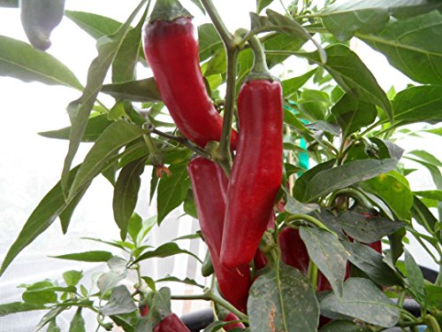 Szegedi 179 Paprika Pepper 10+ Seeds Szegedi 179 Paprika Pepper 10+ Seeds