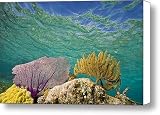 51ZKp38RAlL. SL160  Underwater View Of A Coral Reef Canvas Print / Canvas Art   Artist Michael Melford