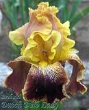 Tall Bearded Iris *Erebuni*